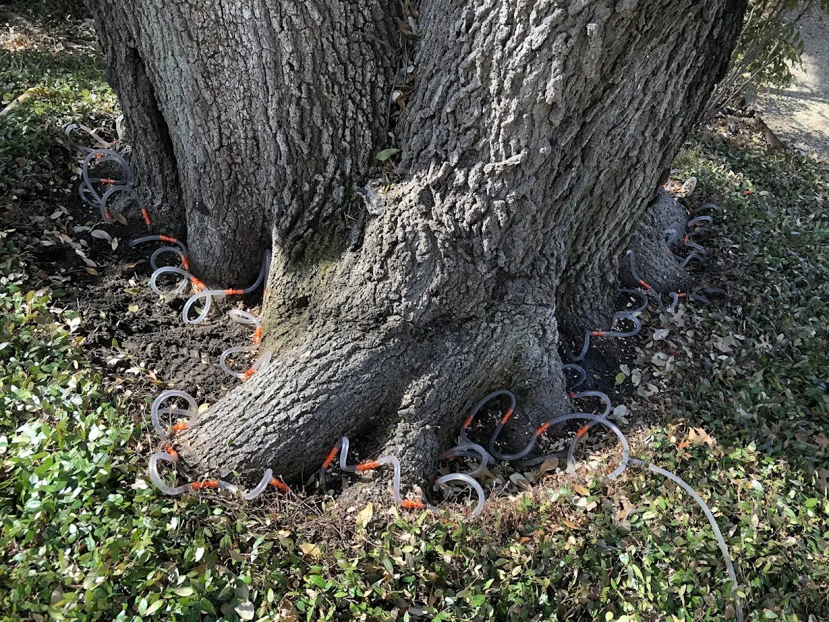 Detailed Tree Cabling and Bracing job site in Speed